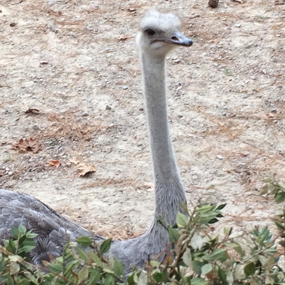 Posh Ambassador - Picture 2 of 4